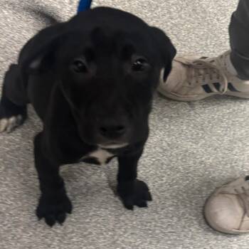 Barkvador -  Mixed Breed Dog Available for Adoption in Oak Brook, Illinois - Barkvador | PetCurious