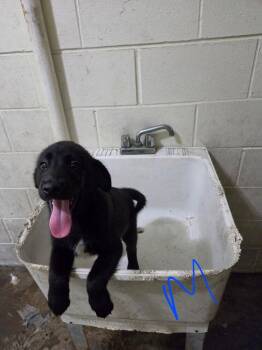 Banner -  Labrador Retriever Dog for Adoption in Irwin, Pennsylvania - Banner | PetCurious