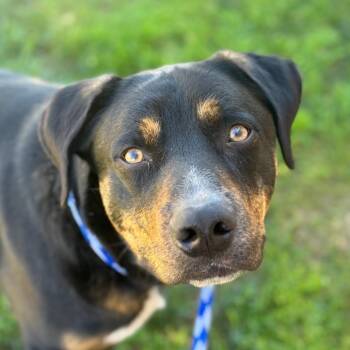 Bubba -  Rottweiler and Mixed Breed Dog for Adoption in Goleta, California - Bubba | PetCurious