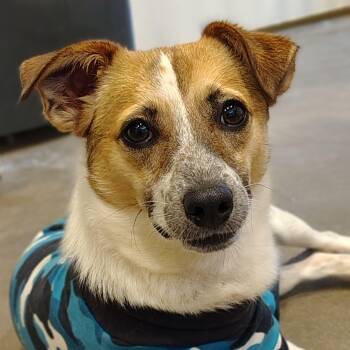 Scooter -  Jack Russell Terrier Dog for Adoption in Marble Falls, Texas - Scooter | PetCurious