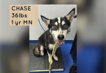 Rescue Husky Dogs for Adoption in Holbrook, New York - CHASE | PetCurious