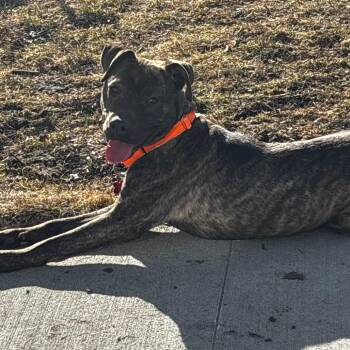 Paige -  Mixed Breed Dog for Adoption in Bismarck, North Dakota - Paige | PetCurious