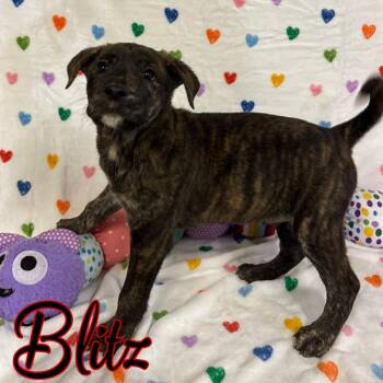 Blitz -  German Shepherd Dog and Mixed Breed Dog for Adoption in Hillsboro, Ohio - Blitz | PetCurious