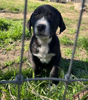 Rescue Anatolian Shepherd Dogs for Adoption in Red Rock, Texas - Ollie | PetCurious