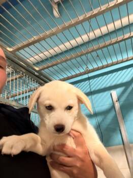 Mixed Breed Dogs Available for Adoption in Charlotte, North Carolina - MAGGIE | PetCurious