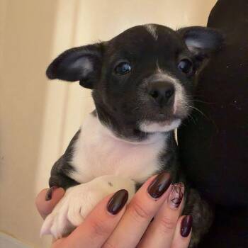 Buck -  Boston Terrier Dog for Adoption in Chico, California - Buck | PetCurious