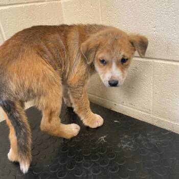 Mixed Breed Dogs Available for Adoption - DONALD | PetCurious