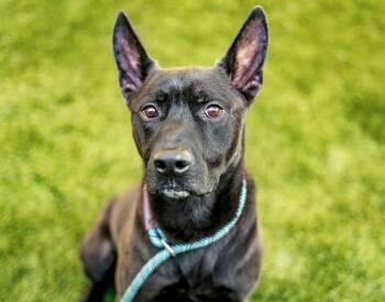 ODYSSEUS -  German Shepherd Dog and Pit Bull Terrier Dog for Adoption in San Jose, California - ODYSSEUS | PetCurious