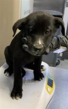 Labrador Retriever and Mixed Breed Dogs Available for Adoption - A252378 | PetCurious
