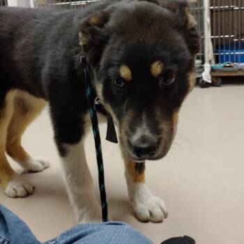 Rescue Husky Dogs for Adoption in Vineland, New Jersey - Bobby | PetCurious