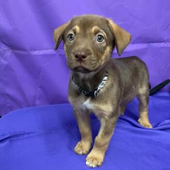 Shepherd Dogs Available for Adoption in North Myrtle Beach, South Carolina - Omni | PetCurious