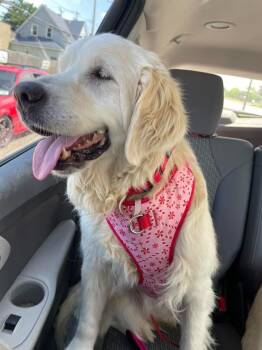 Golden Retriever Dogs Available for Adoption in West Milwaukee, Wisconsin - Ava  $600 | PetCurious
