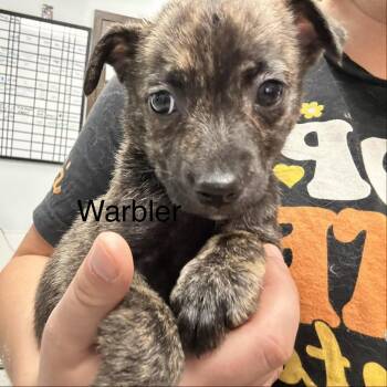 Warbler -  Chihuahua and Mixed Breed Dog for Adoption in Durango, Colorado - Warbler | PetCurious