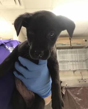 Labrador Retriever Dogs Available for Adoption - LOTUS | PetCurious