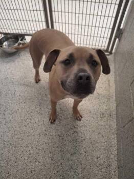 Maxwell -  Mixed Breed and Pit Bull Terrier Dog for Adoption in Bowling Green, Ohio - Maxwell | PetCurious