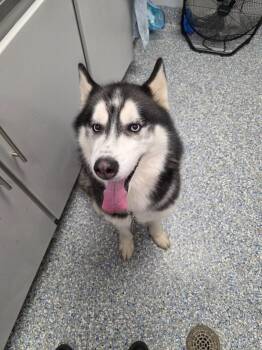 Bandit (Martin) -  Siberian Husky and Alaskan Malamute Dog for Adoption in Angola, Indiana - Bandit (Martin) | PetCurious