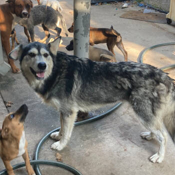 Rescue Husky Dogs for Adoption in Austin, Texas - DC The Mixmaster | PetCurious