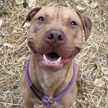 Rescue Pit Bull Terrier Dogs for Adoption in Chicago, Illinois - Clifton | PetCurious