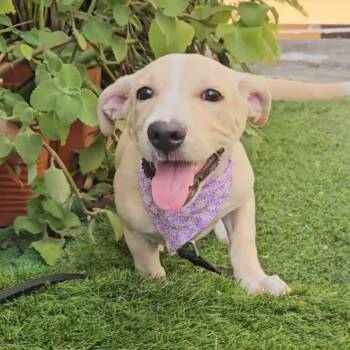 Labrador Retriever and Chihuahua Dogs Available for Adoption - Bella | PetCurious