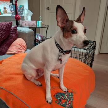 Rat Terrier and Terrier Dogs Available for Adoption - Little One | PetCurious