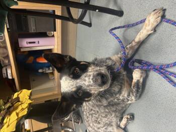 Rescue Australian Cattle Dog Blue Heeler Dogs for Adoption in Steamboat Springs, Colorado - Brock | PetCurious