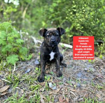Australian Shepherd Dogs Available for Adoption in Oviedo, Florida - Iridescent  | PetCurious