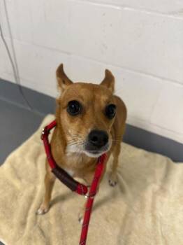 Rescue Chihuahua and Mixed Breed Dogs for Adoption in Daytona Beach, Florida - Violet - 2 | PetCurious
