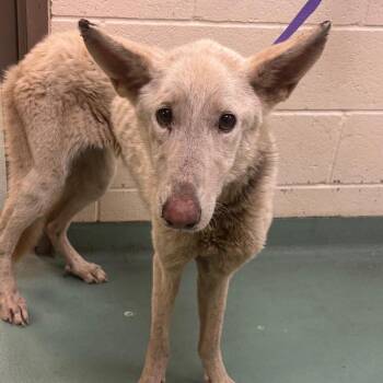 Panther -  Mixed Breed Dog for Adoption in Memphis, Tennessee - Panther | PetCurious
