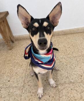 KODA - smart, calm & sweet -  Husky and Shepherd Dog for Adoption - KODA - Smart, Calm & Sweet | PetCurious