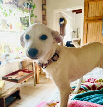 Rescue Carolina Dog and Chihuahua Dogs for Adoption in San Diego, California - Daisy | PetCurious