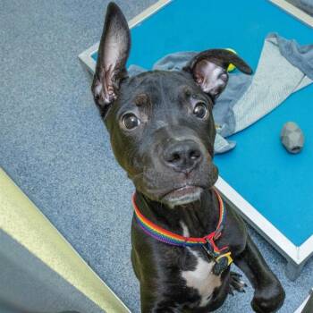 Pit Bull Terrier and Mixed Breed Dogs Available for Adoption - PINBALL | PetCurious