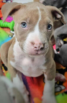 Rescue Mixed Breed Dogs for Adoption in Warren, Michigan - Faygo | PetCurious