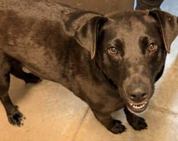 Labrador Retriever and Mixed Breed Dogs Available for Adoption in Bowling Green, Kentucky - Toby | PetCurious