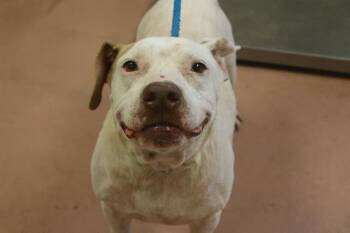 BABY -  Pit Bull Terrier Dog for Adoption in Columbia, South Carolina - BABY | PetCurious