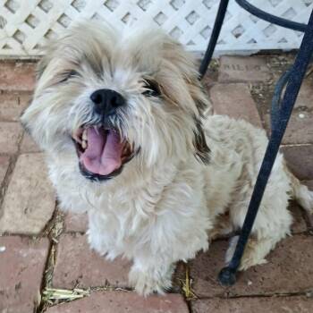Bruno -  Shih Tzu Dog for Adoption in Amarillo, Texas - Bruno | PetCurious