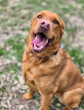 Rozi -  Labrador Retriever and Chesapeake Bay Retriever Dog for Adoption in Wedgefield, South Carolina - Rozi | PetCurious