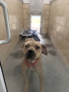 Rescue Mixed Breed Dogs for Adoption in West Chester, Pennsylvania - Superstar | PetCurious