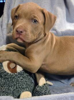 RIOT -  Pit Bull Terrier Dog Available for Adoption in Fosters, Alabama - RIOT | PetCurious