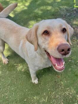 Sierra -  Yellow Labrador Retriever and Labrador Retriever Dog for Adoption in Ramona, California - Sierra | PetCurious