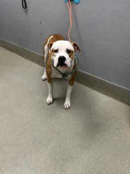 Rescue Pit Bull Terrier Dogs for Adoption in Las Vegas, Nevada - SERVEON | PetCurious