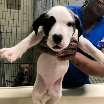 Courtney -  Pit Bull Terrier and Mixed Breed Dog for Adoption in Buffalo, Minnesota - Courtney | PetCurious