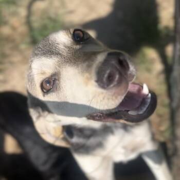 Rescue Coonhound Dogs for Adoption in Wiggins, Mississippi - Duke | PetCurious