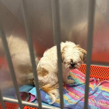 Gizmo -  Shih Tzu Dog for Adoption in Royse City, Texas - Gizmo | PetCurious
