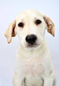 Hank -  Golden Retriever and Anatolian Shepherd Dog for Adoption in Morton Grove, Illinois - Hank | PetCurious