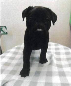 JL - Bongo -  German Shepherd Dog Dog for Adoption in Vancouver, Washington - JL - Bongo | PetCurious