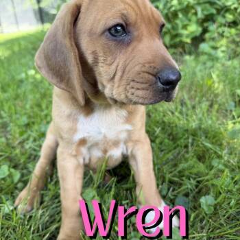 Wren -  Redbone Coonhound and Mixed Breed Dog for Adoption in Glenfield, New York - Wren | PetCurious