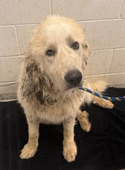 Baltic -  Great Pyrenees and Mixed Breed Dog for Adoption in Kansas City, Missouri - Baltic | PetCurious