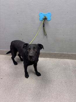 BRAZEN -  Labrador Retriever and Cane Corso Dog for Adoption in Las Vegas, Nevada - BRAZEN | PetCurious