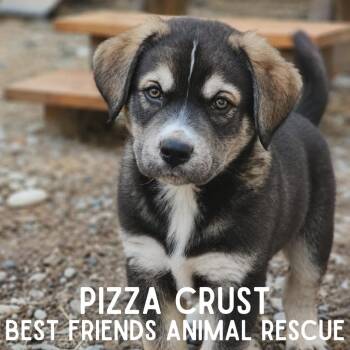 Pizza Crust -  Husky Dog for Adoption in Wasilla, Alaska - Pizza Crust | PetCurious
