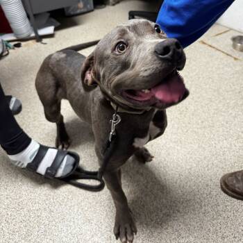 Rescue Mixed Breed Dogs for Adoption in Medford, Oregon - Delilah | PetCurious